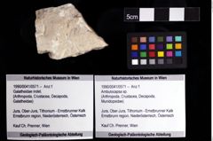 Foto (Objket + Etiketten) von Ambulocapsa sp. 